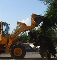 Tree Removal